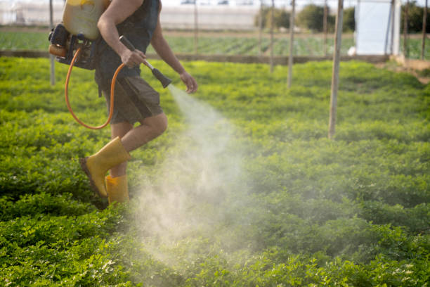 Best Exterminator Services  in Lake Los Angeles, CA
