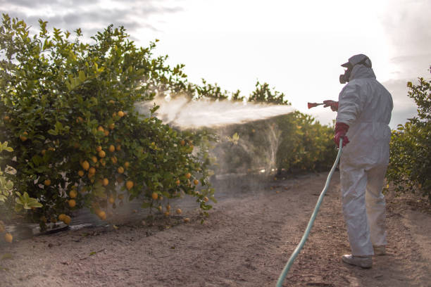 Best Emergency Pest Control  in Lake Los Angeles, CA