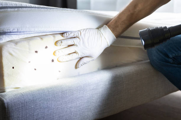 Best Pest Prevention Services  in Lake Los Angeles, CA