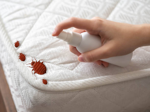 Wasp Removal Services in Lake Los Angeles, CA